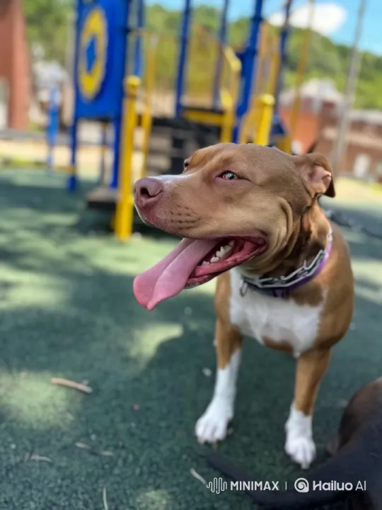 Dog Joyfully Twerks and Dances on Playground – AI Generated Video | Hailuo AI
