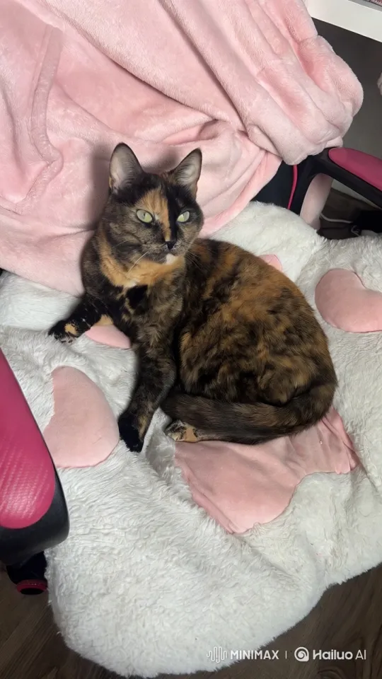 Cat Adorns Itself with a Tie on a Pink Blanket – AI Generated Video | Hailuo AI