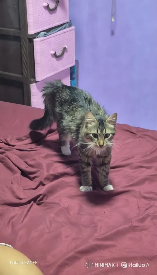 Curious Tabby Cat on a Burgundy Bedspread – AI Generated Video | Hailuo AI