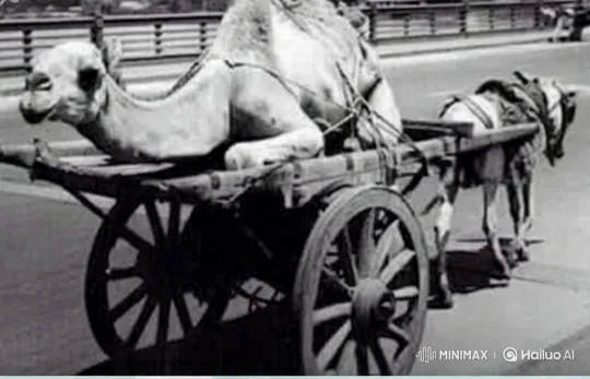 Absurdity of German Situation Symbolized by Donkey and Camel – AI Generated Video | Hailuo AI