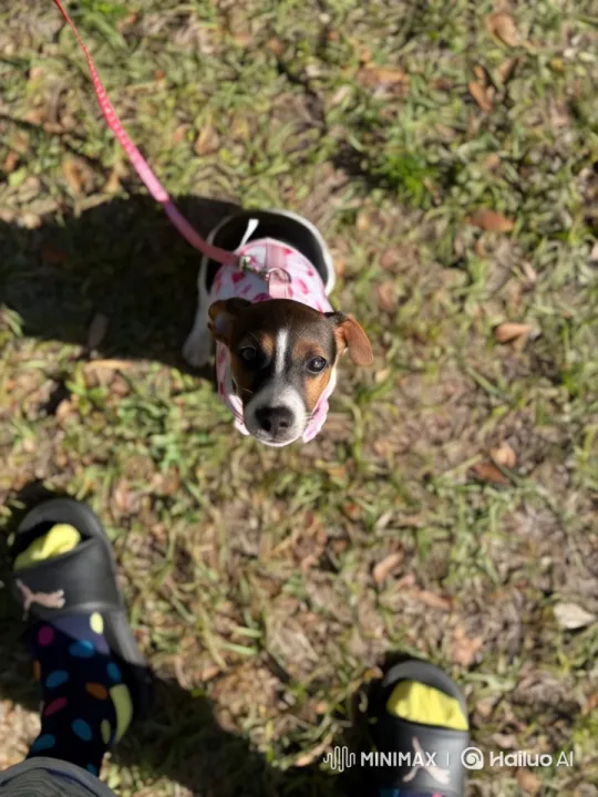 Training Your Dog to Dance and Perform Flips – AI Generated Video | Hailuo AI