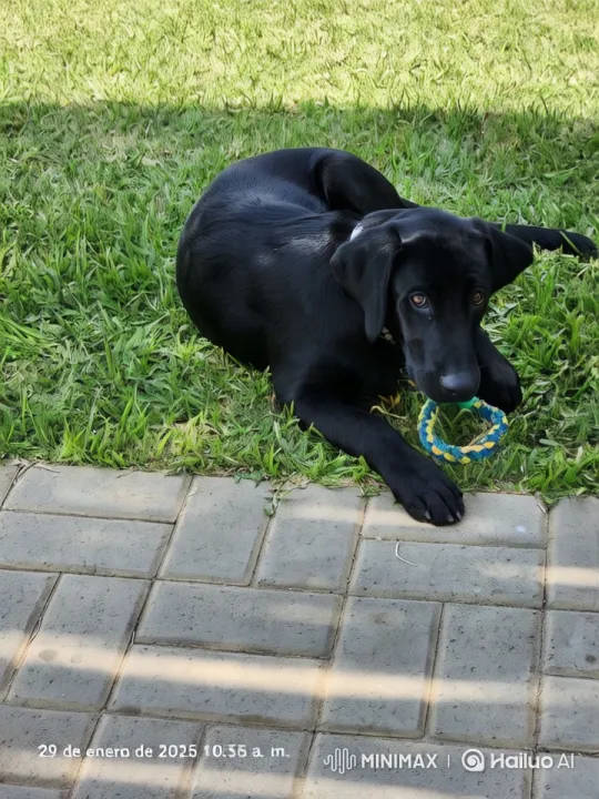 Playful Black Dog Shows Off With Toy and Kung Fu Moves – AI Generated Video | Hailuo AI