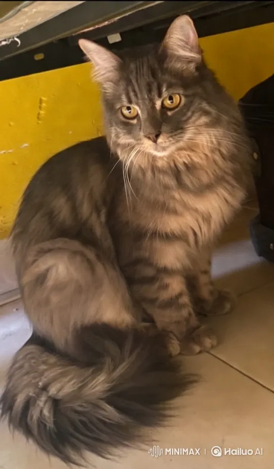 Majestic Cat Performs Graceful Dance and Kung Fu – AI Generated Video | Hailuo AI