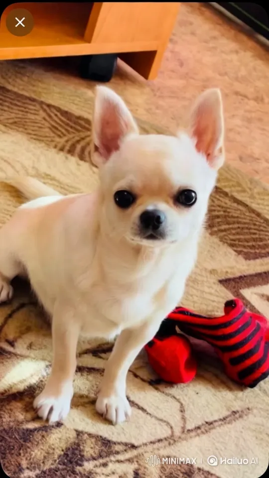 Joyful Chihuahua Wags Tail Amidst Cozy Surroundings – AI Generated Video | Hailuo AI