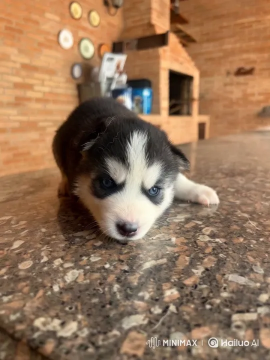 Puppy Play in Golden Sunset Light – AI Generated Video | Hailuo AI