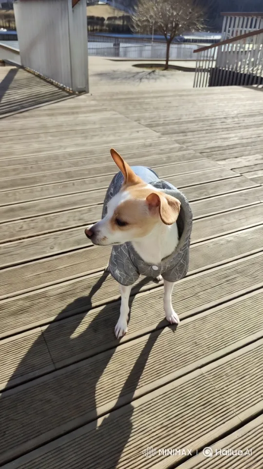 Aesthetic Portrait of a Dog on a Riverside Deck – AI Generated Video | Hailuo AI