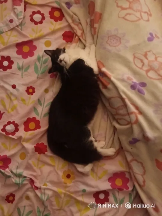 Cat's Graceful Dance and Unexpected Kung Fu Moves – AI Generated Video | Hailuo AI