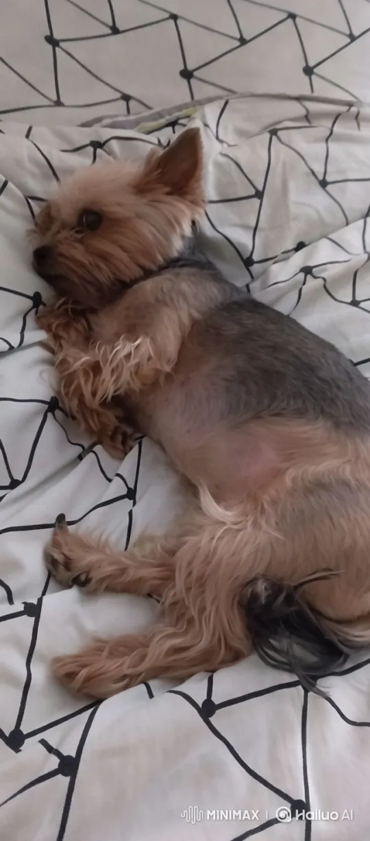 Dog Defies Gravity, Flies to the Moon in Animated Short – AI Generated Video | Hailuo AI