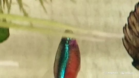Vibrant Fish in Serene Aquarium Habitat – AI Generated Video | Hailuo AI