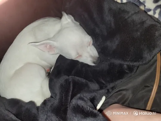 White Dog's Peaceful Sleep and Playful Roll – AI Generated Video | Hailuo AI