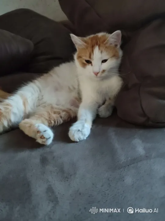 Cozy Scene: White and Orange Cat on Couch – AI Generated Video | Hailuo AI