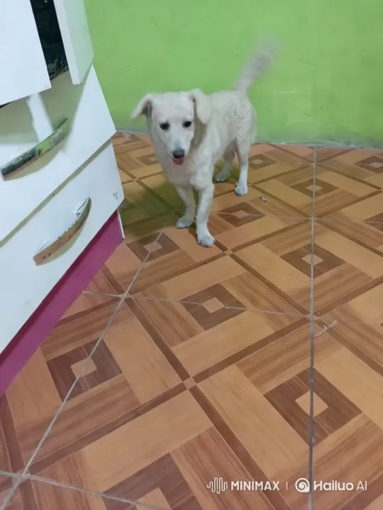 Vibrant Room, Curious Dog Captured in Aesthetic Video – AI Generated Video | Hailuo AI