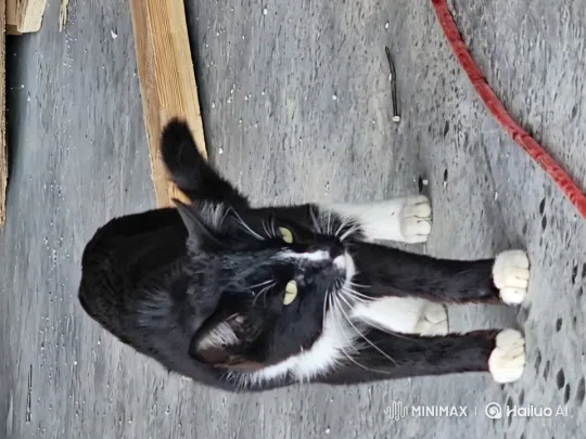 Aesthetic Close-up of Alert Cat in Industrial Setting – AI Generated Video | Hailuo AI