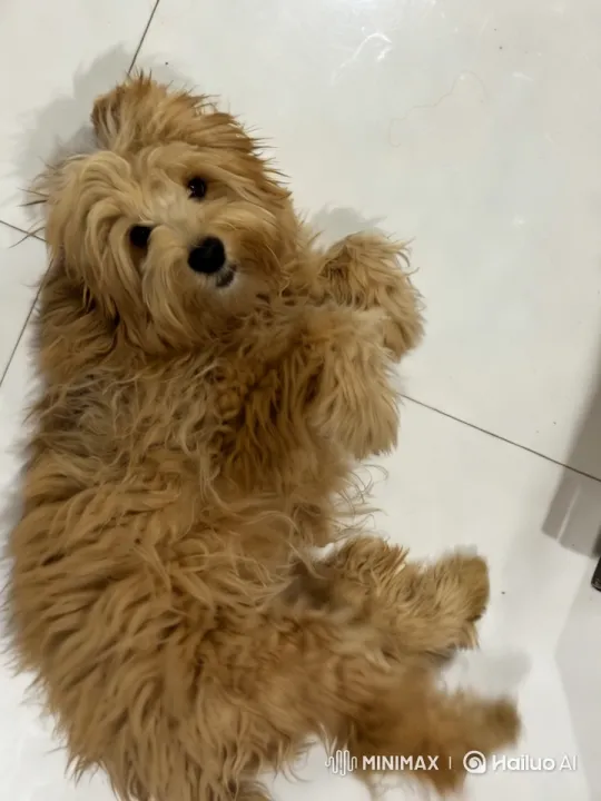 Dancing Dog Showcases Agility in Minimalist Setting – AI Generated Video | Hailuo AI