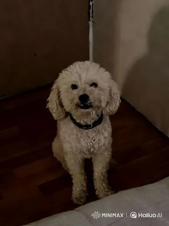 Fluffy Dog Climbs Lifelike Dinosaur Model – AI Generated Video | Hailuo AI