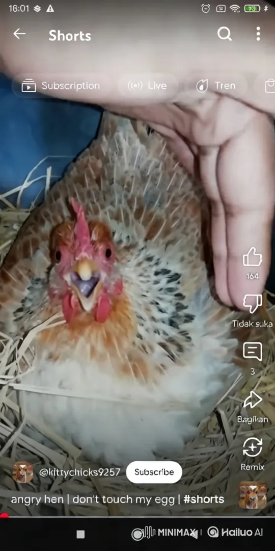 Chicken Defends Territory from Approaching Dog – AI Generated Video | Hailuo AI