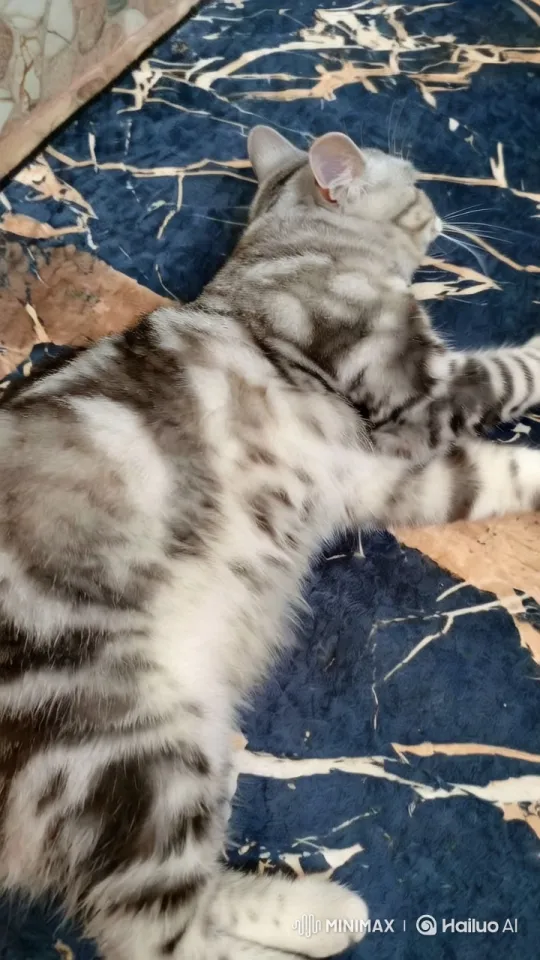 Curious Cat Picks Up Knife, Calmly Sits Down – AI Generated Video | Hailuo AI