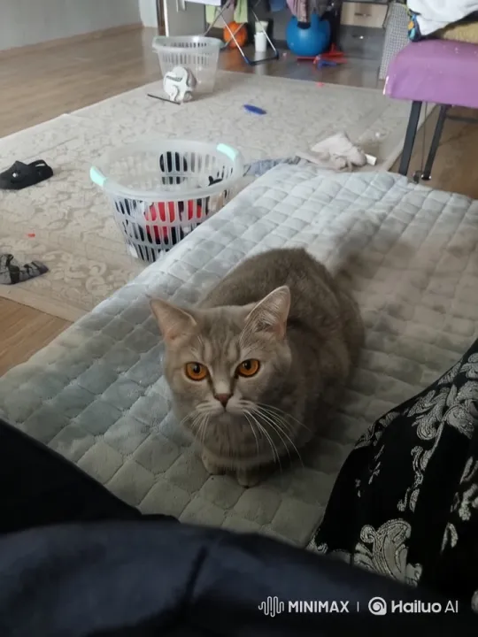 Cat Ascends Gracefully as Tail Spins Like Propeller – AI Generated Video | Hailuo AI