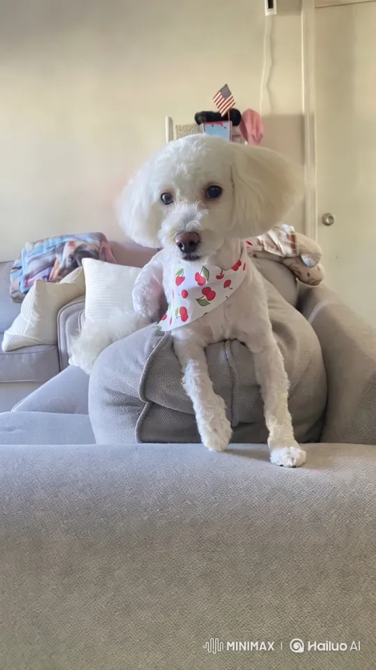 White Poodle Showcases Kung Fu Skills in Aesthetic Living Room – AI Generated Video | Hailuo AI
