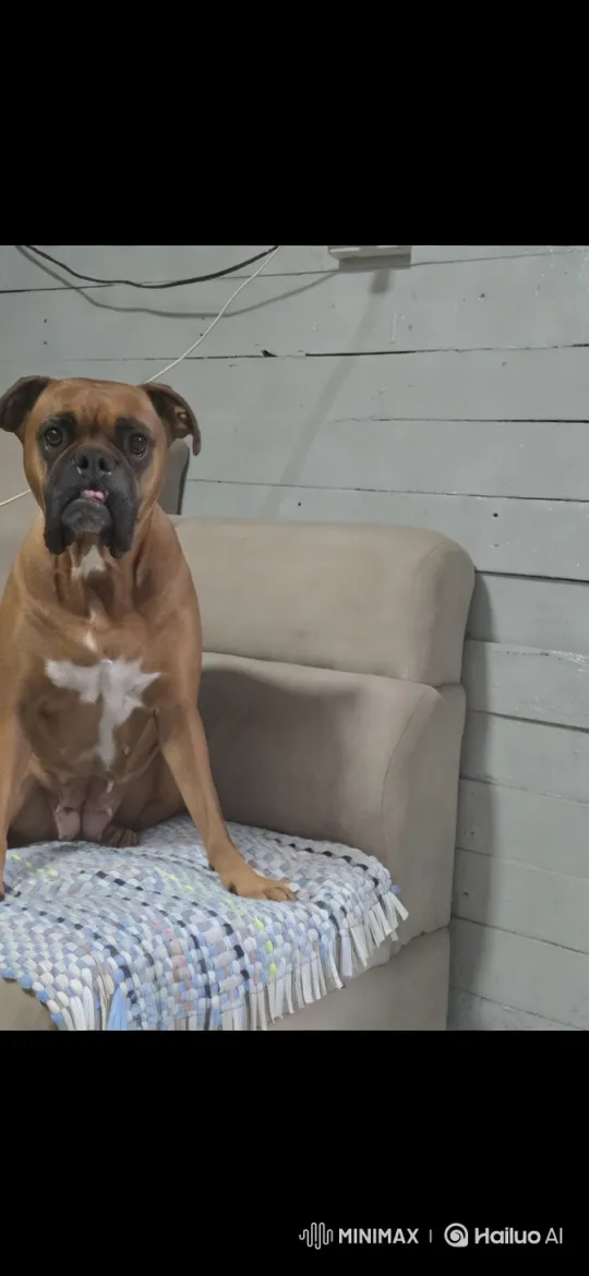 Boxer Dog Enjoys Playful Dance on Chair – AI Generated Video | Hailuo AI