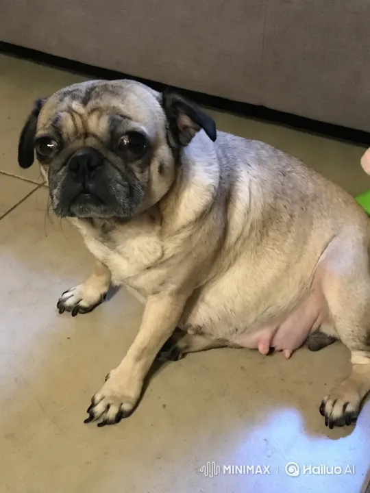 Pug Delights with Playful Dance and Kung Fu Moves – AI Generated Video | Hailuo AI