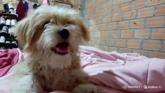 Cozy Room: Fluffy Dog on Pink Blanket – AI Generated Video | Hailuo AI