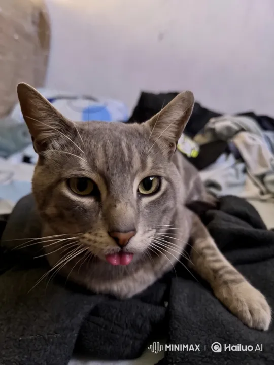 Graceful Cat Dances in Close-up – AI Generated Video | Hailuo AI
