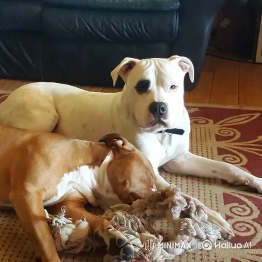 Dogs React to Sneeze in Cozy Living Room – AI Generated Video | Hailuo AI