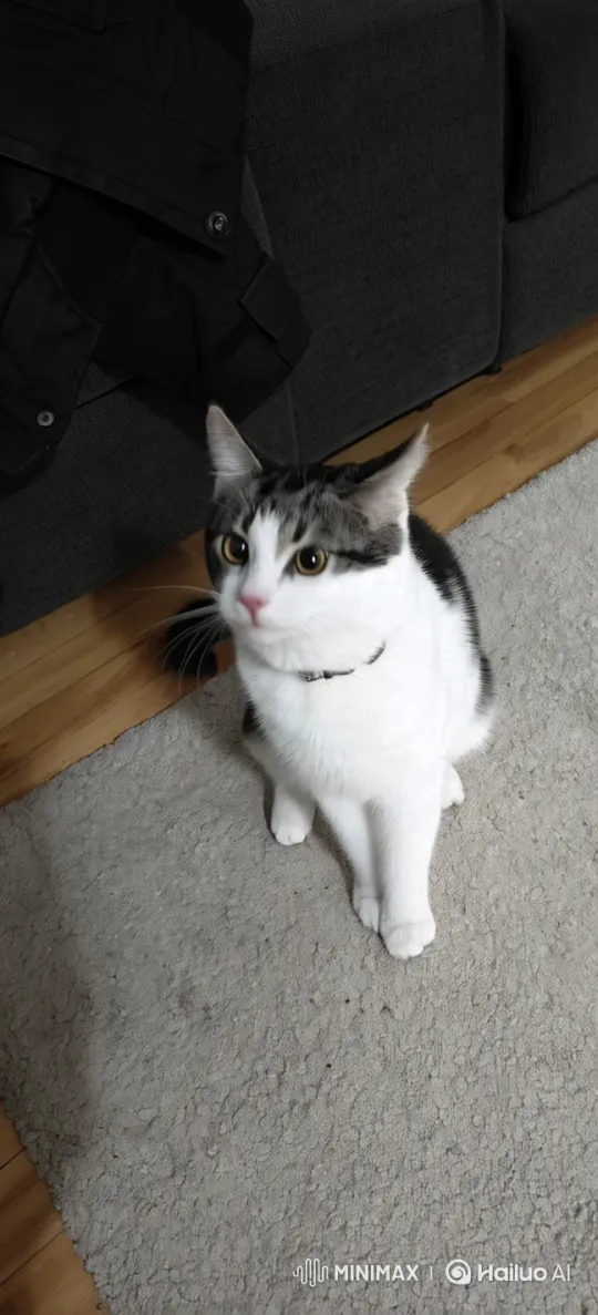 Animated Cat Mimics Human-like Walk – AI Generated Video | Hailuo AI