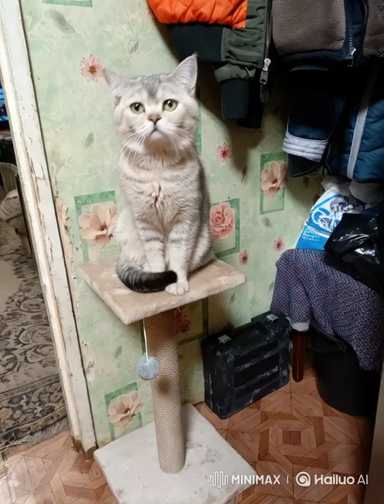 Chubby Cat Inspects Bamboo for Animal Homes – AI Generated Video | Hailuo AI