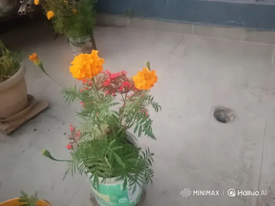 Vibrant Marigold in Tranquil Potted Garden – AI Generated Video | Hailuo AI