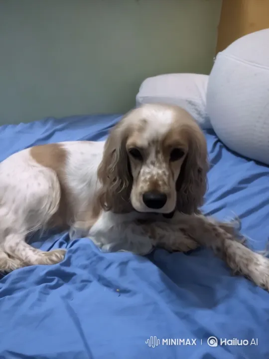 Live2D Animated Video of a Dog in a Detailed Collection Box – AI Generated Video | Hailuo AI