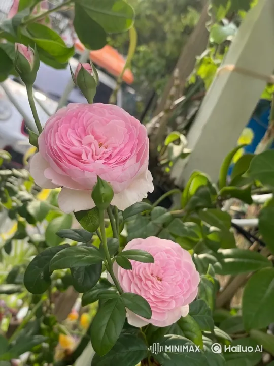 Serene Garden: Close-Up of Elegant Pink Roses – AI Generated Video | Hailuo AI