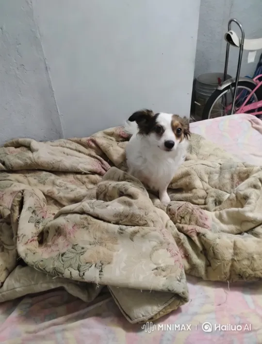 Calm Canine: Intimate Bedside Scene with Artful Camera Work – AI Generated Video | Hailuo AI