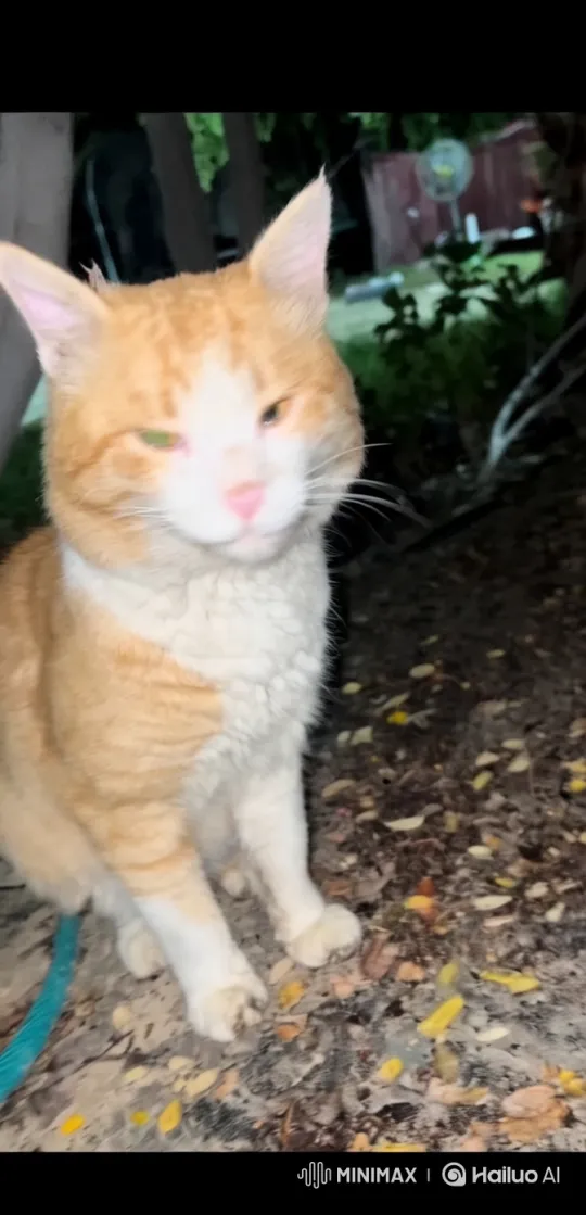Close-Up of a Cat in a Colorful Autumn Garden – AI Generated Video | Hailuo AI