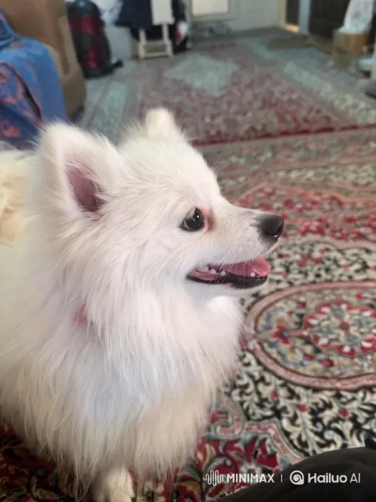 Close-up Study of a Pomeranian in a Cozy Living Room – AI Generated Video | Hailuo AI