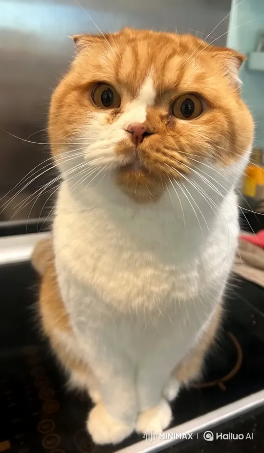 Elegant Cat on Modern Kitchen Countertop – AI Generated Video | Hailuo AI
