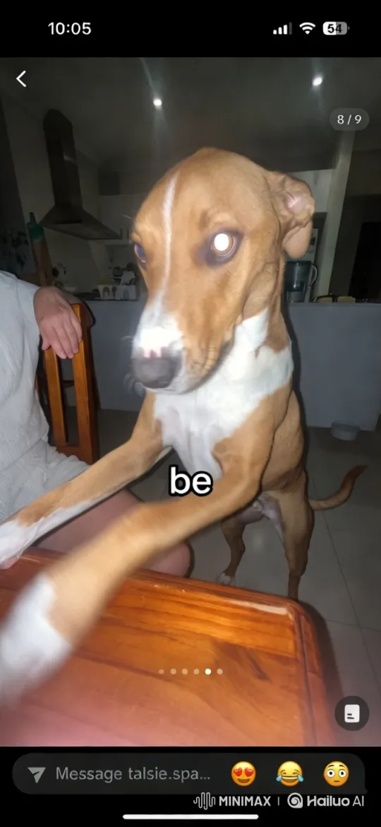 Dog Dances to TikTok Tune in Cozy Kitchen Setting – AI Generated Video | Hailuo AI