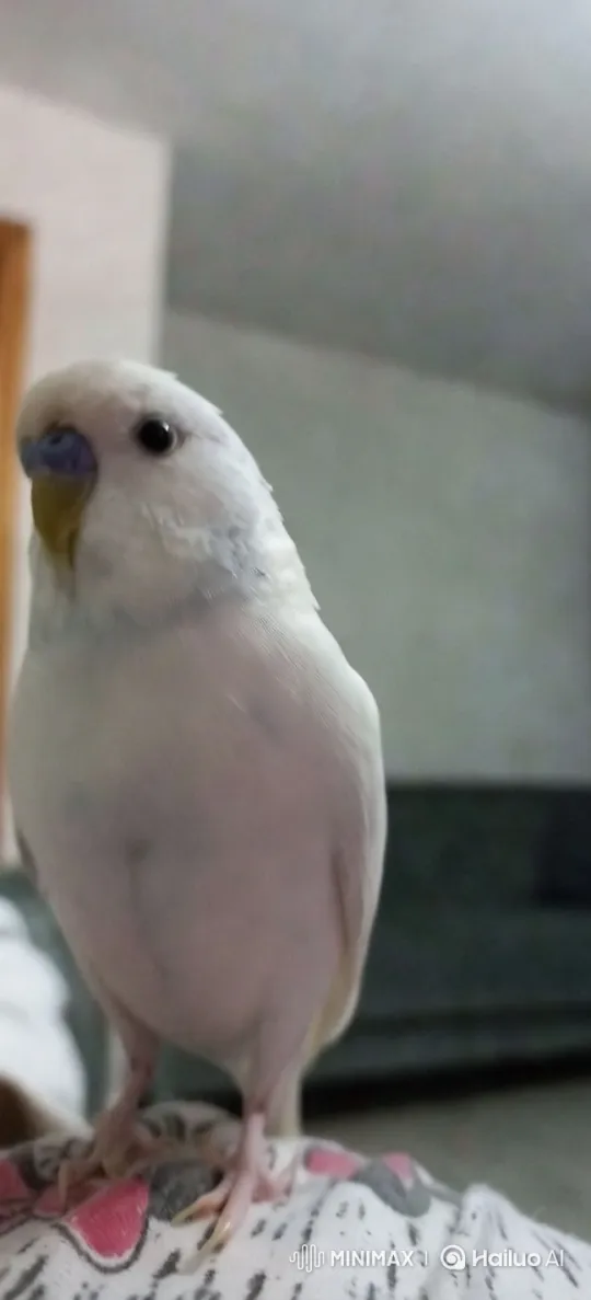 Bird-to-Human Transformation with Serene Aesthetic – AI Generated Video | Hailuo AI