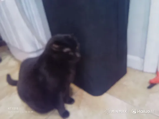 Black Cat Chase: Captured in Dynamic Tracking Shot – AI Generated Video | Hailuo AI
