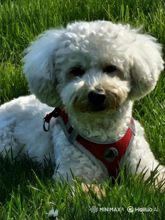 Fluffy White Dog Relaxing on Green Lawn – AI Generated Video | Hailuo AI