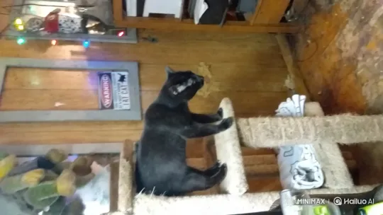 Cat Dancing Gracefully in Cozy, Colorful Room – AI Generated Video | Hailuo AI