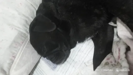 Three Black Pugs Awakening and Playing Cozily – AI Generated Video | Hailuo AI