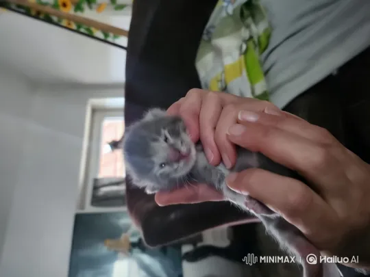 Affectionate Live2D Animation of a Relaxed Kitten – AI Generated Video | Hailuo AI