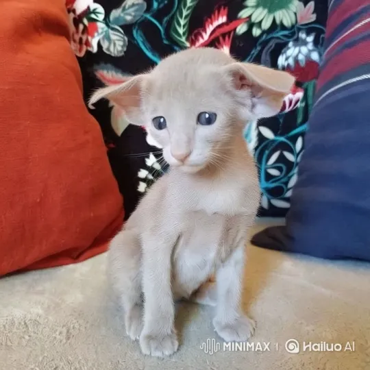 Cute Kitten Showcased on Vibrant Floral Cushions – AI Generated Video | Hailuo AI