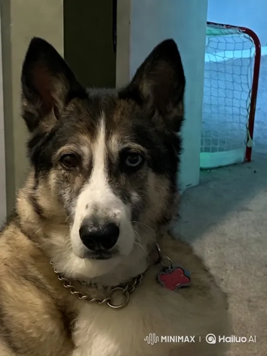Fluffy Dog Shows Off Kungfu Moves in High-Quality Video – AI Generated Video | Hailuo AI