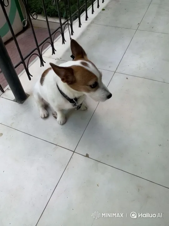 Aesthetic Close-Up of Alert Dog in Serene Setting – AI Generated Video | Hailuo AI