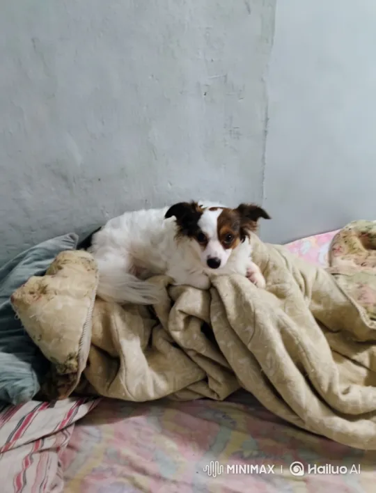 Peaceful Moment: Cozy Bed and Calm Canine – AI Generated Video | Hailuo AI