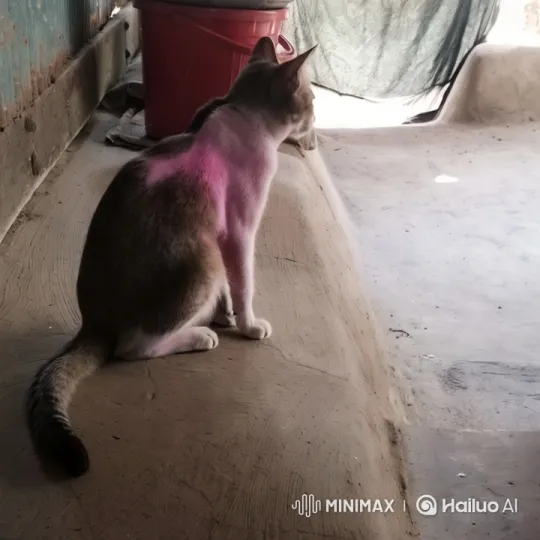 Cat with Pink Fur in Rustic Setting – AI Generated Video | Hailuo AI
