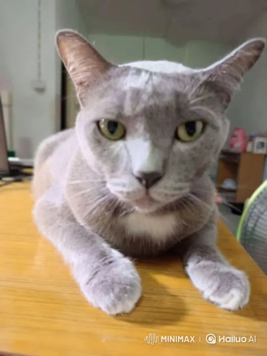 Cute Cat Chef Cooks Fried Rice in Cozy Kitchen – AI Generated Video | Hailuo AI